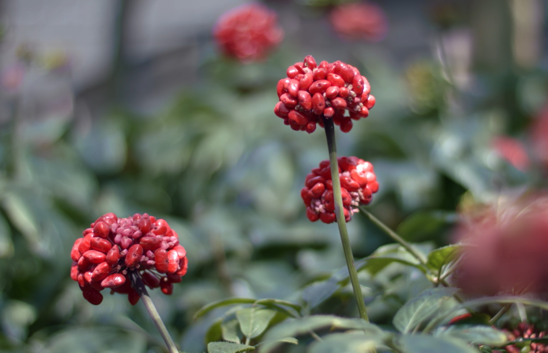 �ŵ�88��(�й���)���޹�˾����