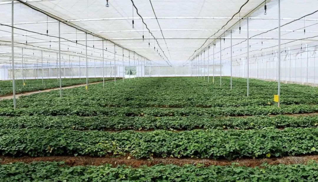 �ŵ�88��(�й���)���޹�˾����